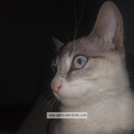 Foto 1/1 Jasper Chat perdido en Huanuco