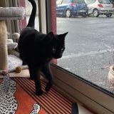 Foto del gato perdido en Montaigu