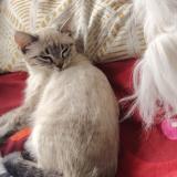 Foto del gato perdido en Les Mureaux