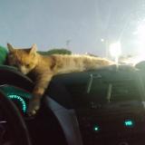 Foto del gato perdido en Long Beach