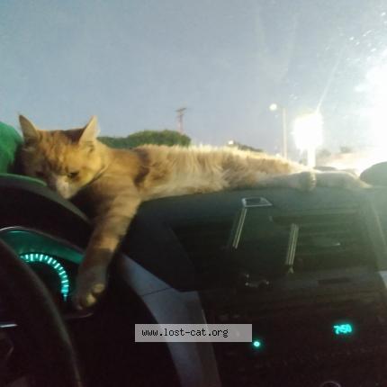 Foto 1/1 little baby Chat perdido en Long beach