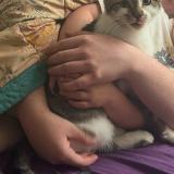 Foto del gato perdido en Chilliwack