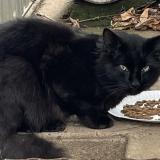 Foto de gato encontrado en Dacono