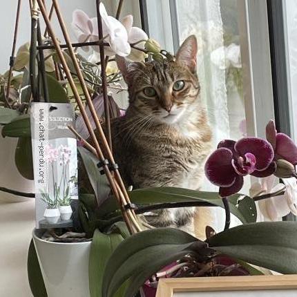 Foto 1/1 Zelda Chat perdido en Brive la gaillarde