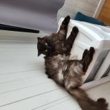 Foto del gato perdido en Lorient