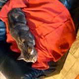 Foto de gato encontrado en Chire En Montreuil