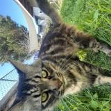 Foto del gato perdido en San Diego