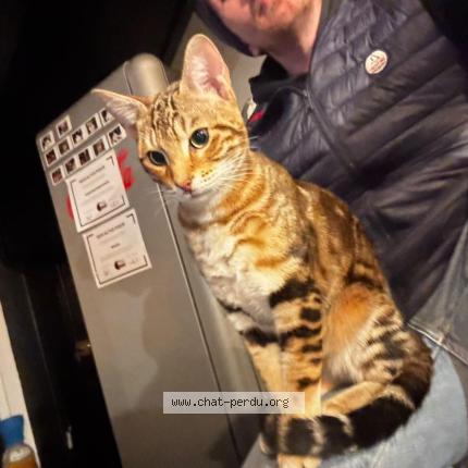 Foto 1/1 Gato encontrado Encontrado en Frehel