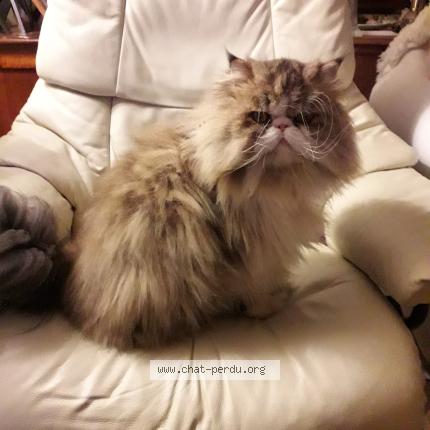 Foto 1/1 ONYX Chat perdido en Saint meloir des ondes