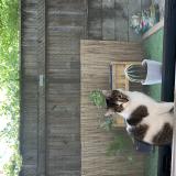 Foto del gato perdido en Grenoble