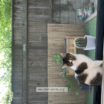 Foto 1/1 Twixy Chat perdido en Grenoble