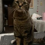 Foto del gato perdido en Cestas