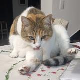 Foto del gato perdido en Beaufort En Anjou