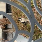 Foto de gato encontrado en La Madeleine