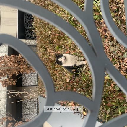 Foto 1/1 Gato encontrado Encontrado en La madeleine