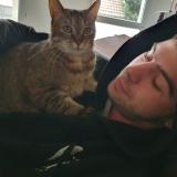 Foto del gato perdido en Schitligheim