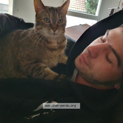 Foto 1/2 Pitichat Chat perdido en Schitligheim