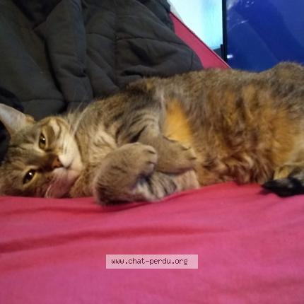 Foto 2/2 Pitichat Chat perdido en Schitligheim