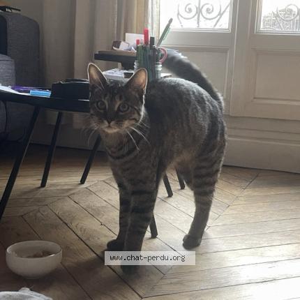 Foto 1/2 Gato encontrado Encontrado en Paris