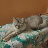 Foto del gato perdido en Hallennes Lez Haubourdin