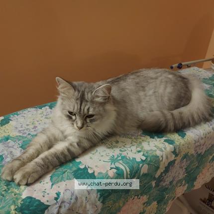 Foto 1/1 LYNA Chat perdido en Hallennes lez haubourdin