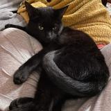 Foto del gato perdido en Toulouse