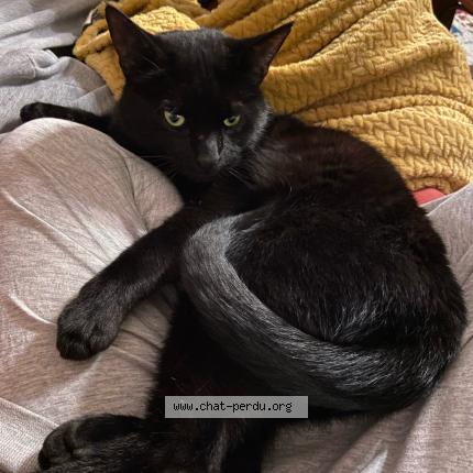 Foto 1/1 Oussama Chat perdido en Toulouse