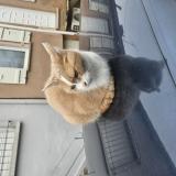 Foto de gato encontrado en Perpignan