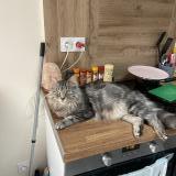 Foto del gato perdido en Gleze