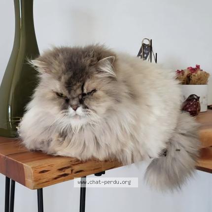 Foto 1/1 Nala Chat perdido en Jegun