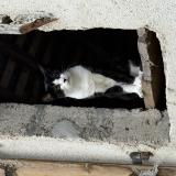 Foto del gato perdido en Evran