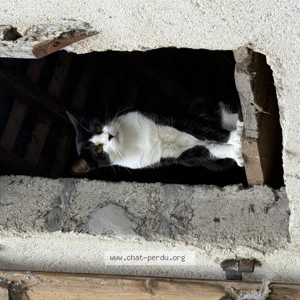 Foto 1/1 Abdel Chat perdido en Evran