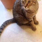 Foto de gato encontrado en Paris