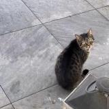 Foto de gato encontrado en Lievin