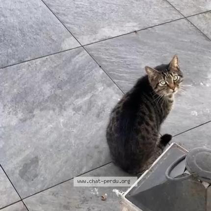 Foto 1/1 Gato encontrado Encontrado en Lievin