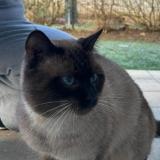 Foto de gato encontrado en Saint Etienne