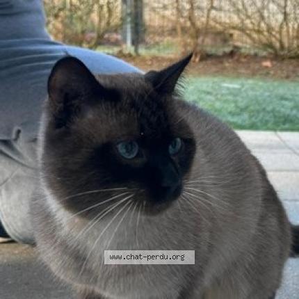 Foto 1/1 Gato encontrado Encontrado en Saint etienne