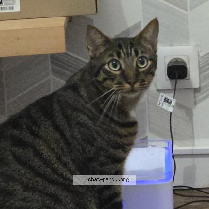 Foto 1/1 Atchoum Chat perdido en Troyes