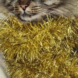 Foto del gato perdido en Nimes