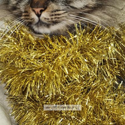 Foto 1/1 Filou Chat perdido en Nimes