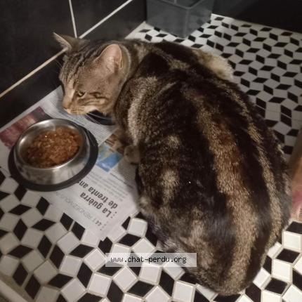 Foto 1/1 Gato encontrado Perdido en Pau