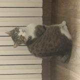 Foto del gato perdido en Molesmes