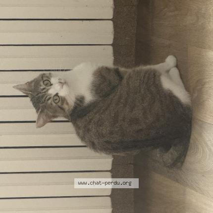 Foto 1/1 Thanos Chat perdido en Molesmes