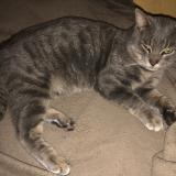 Foto de gato encontrado en Lacq