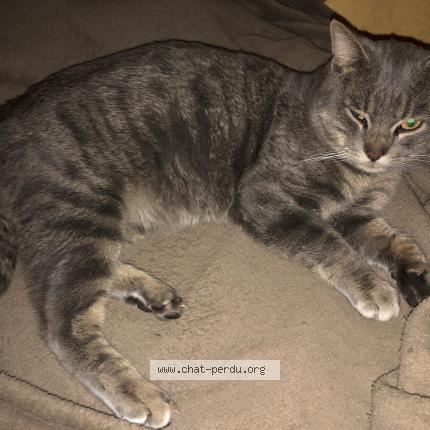 Foto 1/1 Gato encontrado Encontrado en Lacq