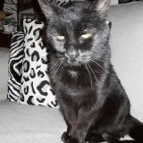 Foto de gato encontrado en Pordic