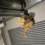 Foto de gato encontrado en Ville La Grand