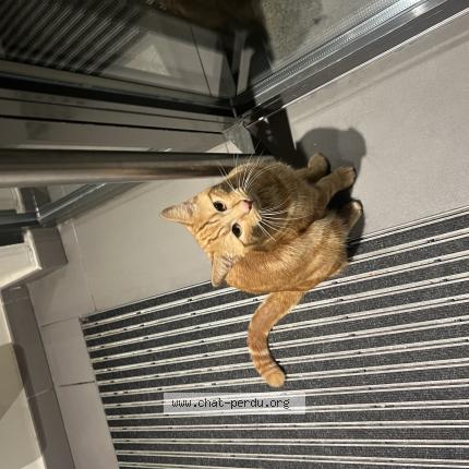 Foto 1/1 Gato encontrado Encontrado en Ville la grand
