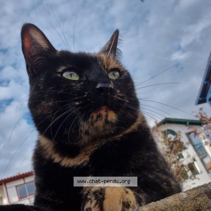 Foto 1/1 Nezuko Chat perdido en Guethary