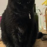 Foto del gato perdido en Tourlaville